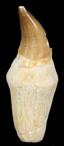 Rooted Mosasaur Tooth - Morocco #38176